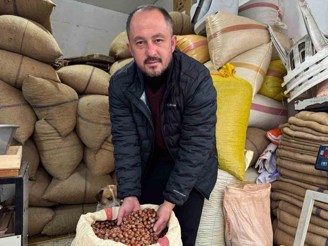 GİRESUN’UN TARİHİ FINDIK PAZARI ESNAFLARINDAN MUSTAFA KANKAYA, ÜRETİCİNİN PAZARA FINDIK...