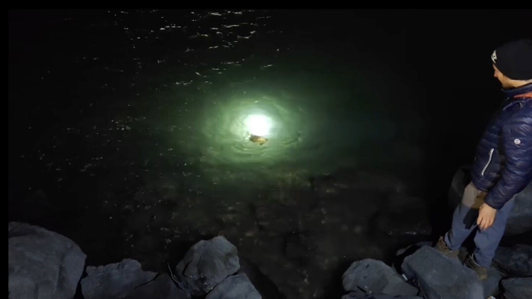 GÖKÇEADA İLÇESİNDE SAHİLDE MİSİNA VE İPE DOLANAN CARETTA CARETTA, VATANDAŞLAR TARAFINDAN...