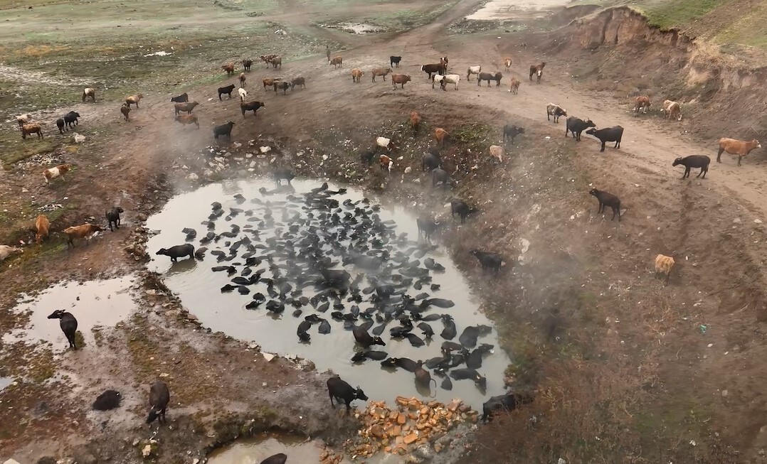 GÜROYMAK İLÇESİNE BAĞLI BUDAKLI KÖYÜNDE, KIŞ AYLARININ VAZGEÇİLMEZİ HALİNE GELEN MANDA TEMİZLİĞİ...