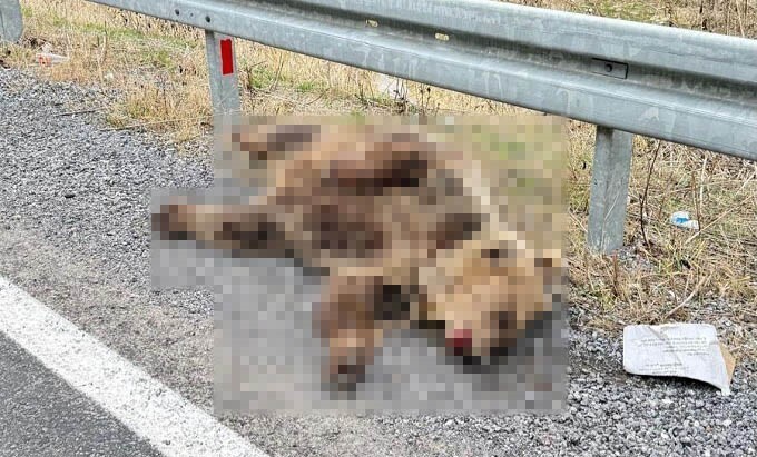 HAKKARİ-VAN KARA YOLUNA İNEN BİR AYI, ARAÇ ÇARPMASI SONUCU TELEF OLDU.