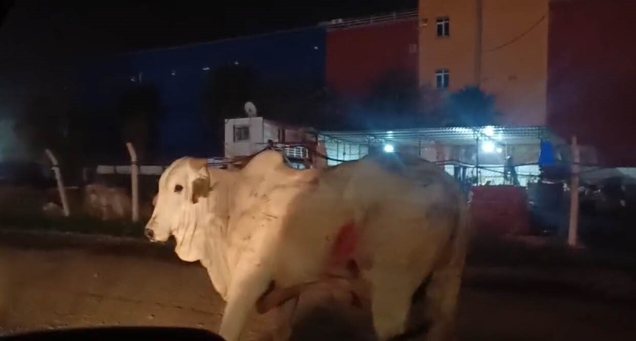 HATAY'DA 2 KİŞİNİN CAN VERDİĞİ KAZADA TIRDAN KAÇARAK ŞEHİR TURUNA ÇIKAN ANGUSLAR, EKİPLERİ...