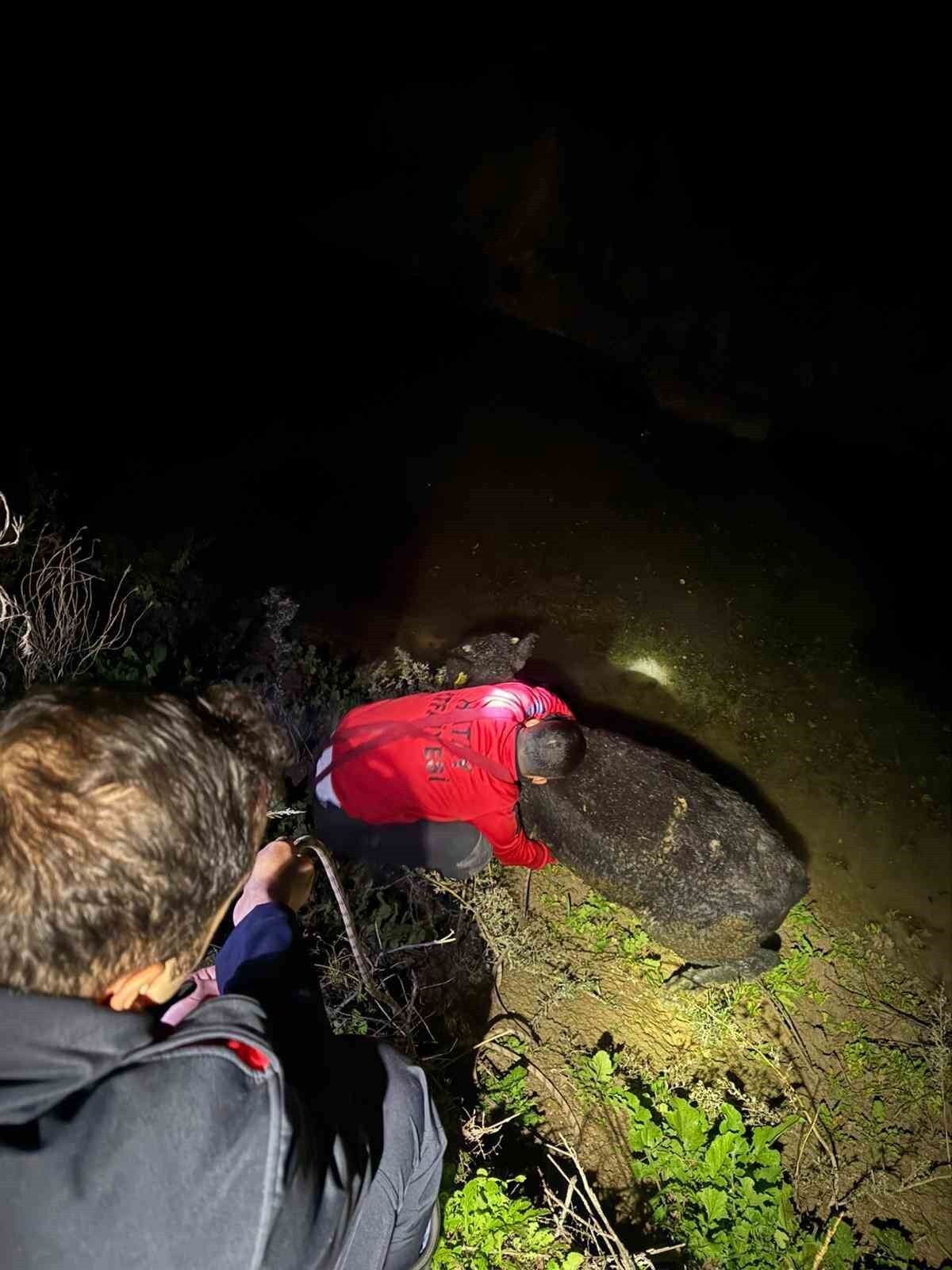 HATAY'DA KUYUYA DÜŞEN BUZAĞI İTFAİYE EKİPLERİ TARAFINDAN KURTARILDI.
