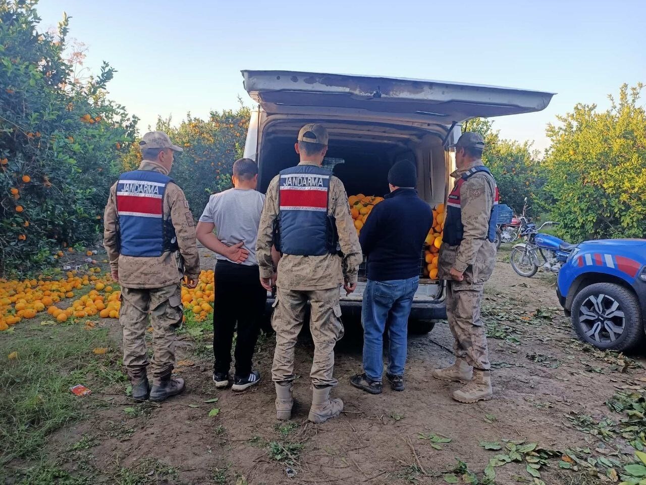 HATAY’DA BAHÇEDEN 2 TON PORTAKAL ÇALARKEN SUÇÜSTÜ YAKALANAN 5 ŞAHIS GÖZALTINA ALINDI.