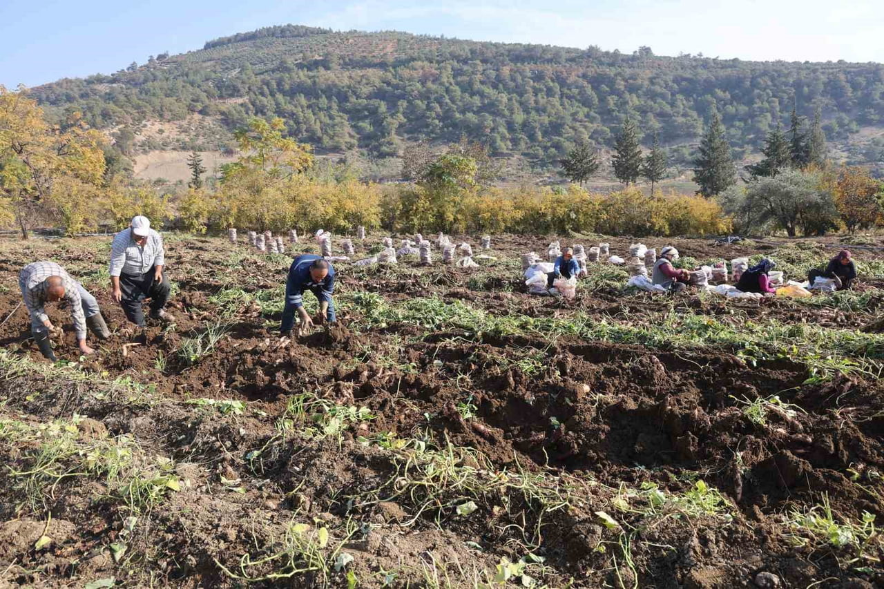 HATAY’DA İSMİYLE DİKKAT ÇEKEN ŞİFA DEPOSU TATLI PATATESİN HASADINDA SONA GELİNDİ.  KURAKLIK...