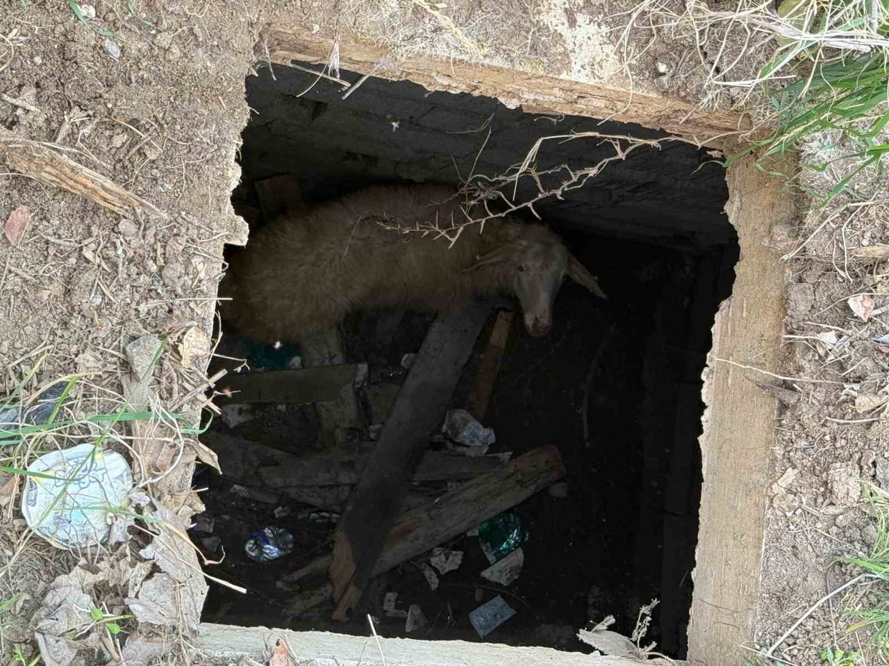 HATAY’DA KUYUYA DÜŞEN KOYUN, İTFAİYE EKİPLERİNİN ÇALIŞMASIYLA KURTARILDI.