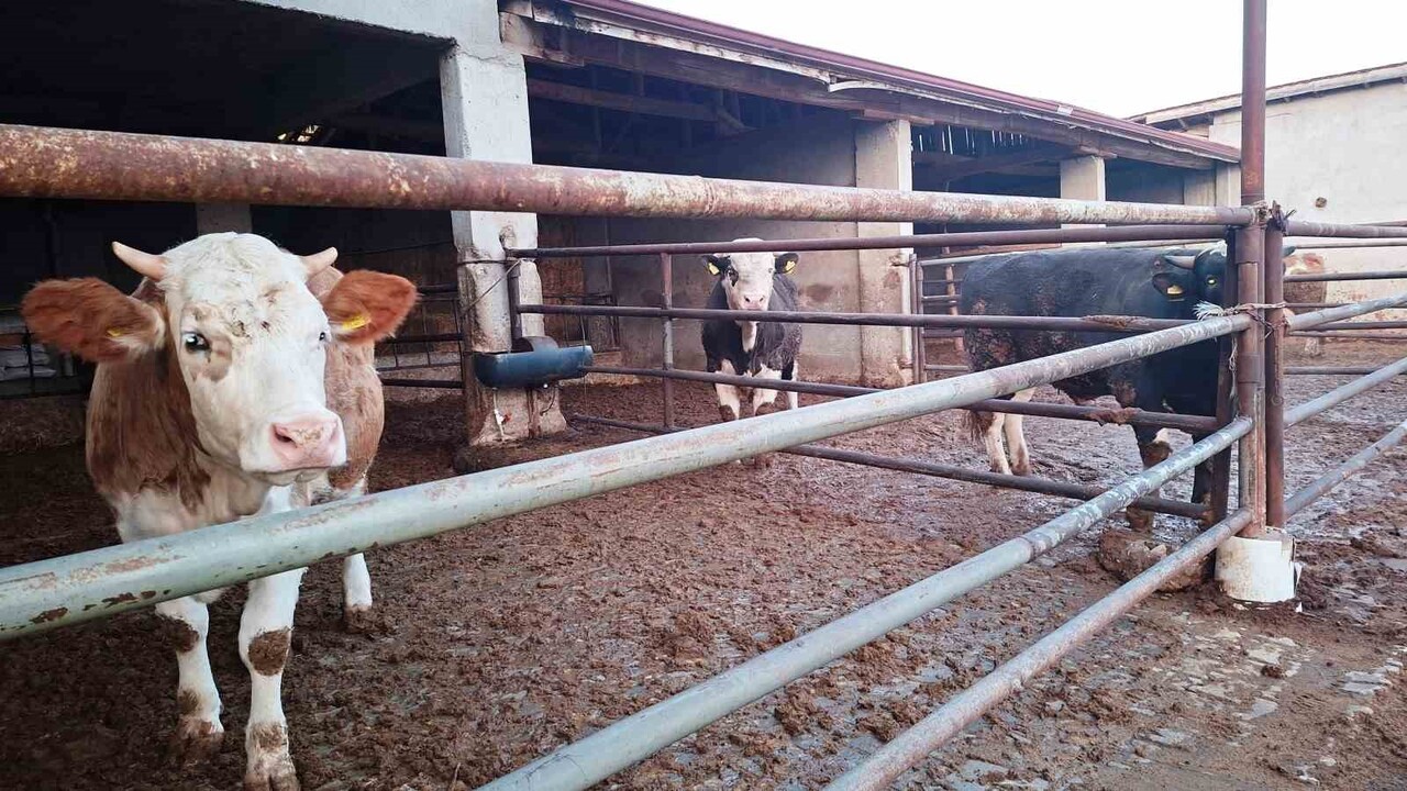 HİSARCIK İLÇESİNDE YENİDEN ŞAP KARANTİNASI