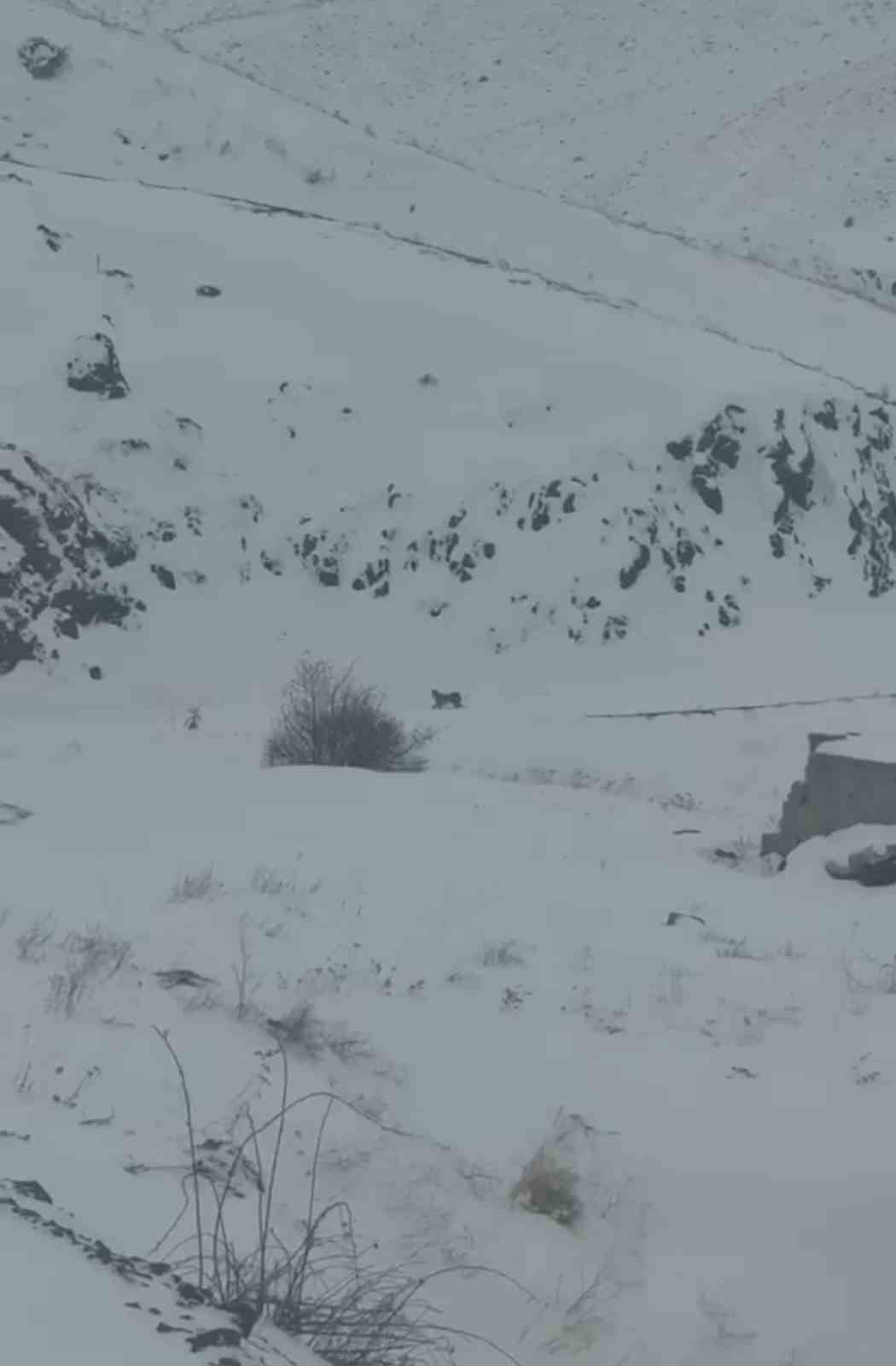 IĞDIR'DA 3 VAŞAK YERLEŞİM YERİNDE GÖRÜNTÜLENDİ