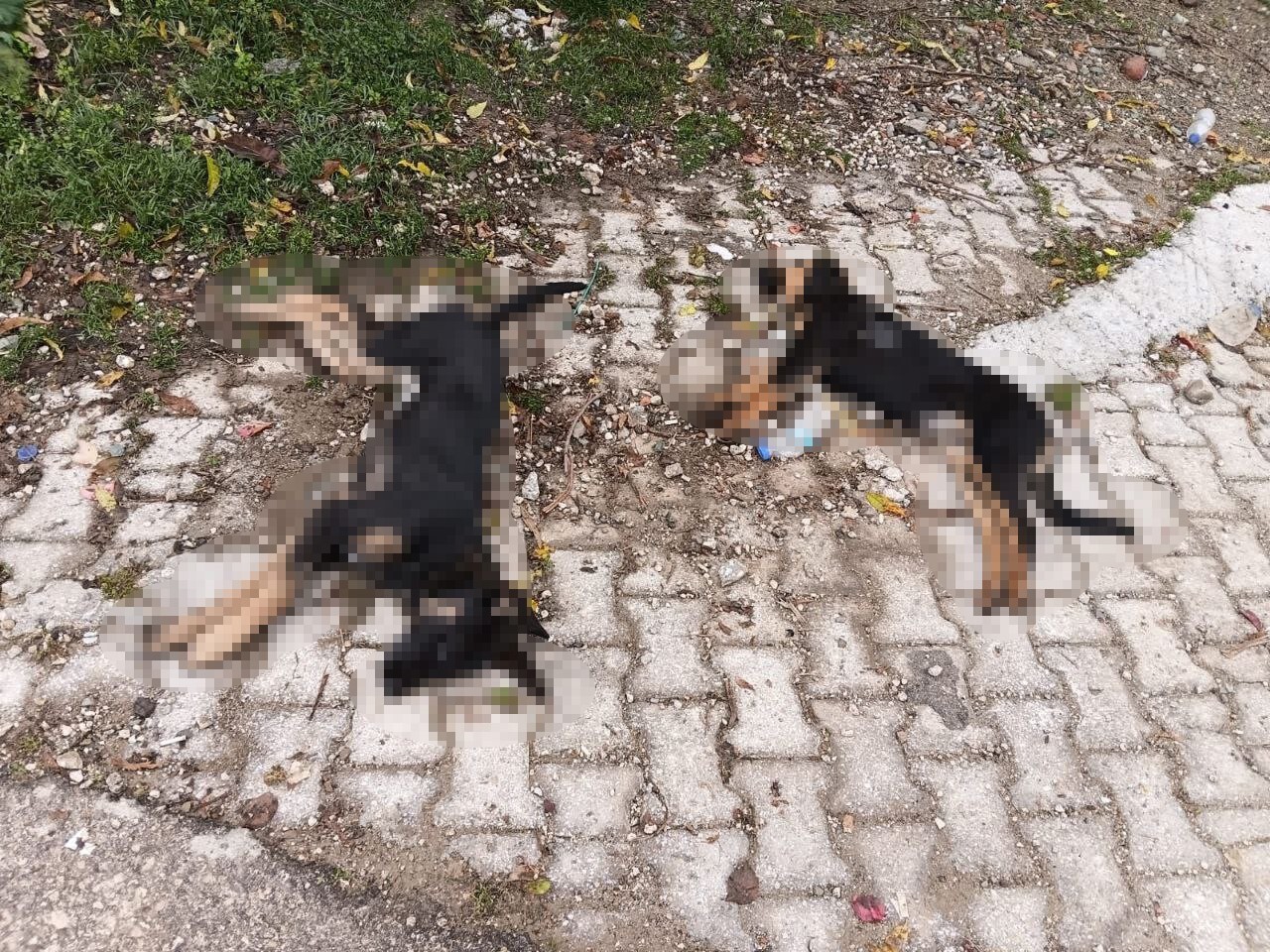 ISPARTA’NIN YALVAÇ İLÇESİNDEKİ BİR KÖYDE ART ARDA YAŞANAN KÖPEK ÖLÜMLERİ HALK ARASINDA BÜYÜK...