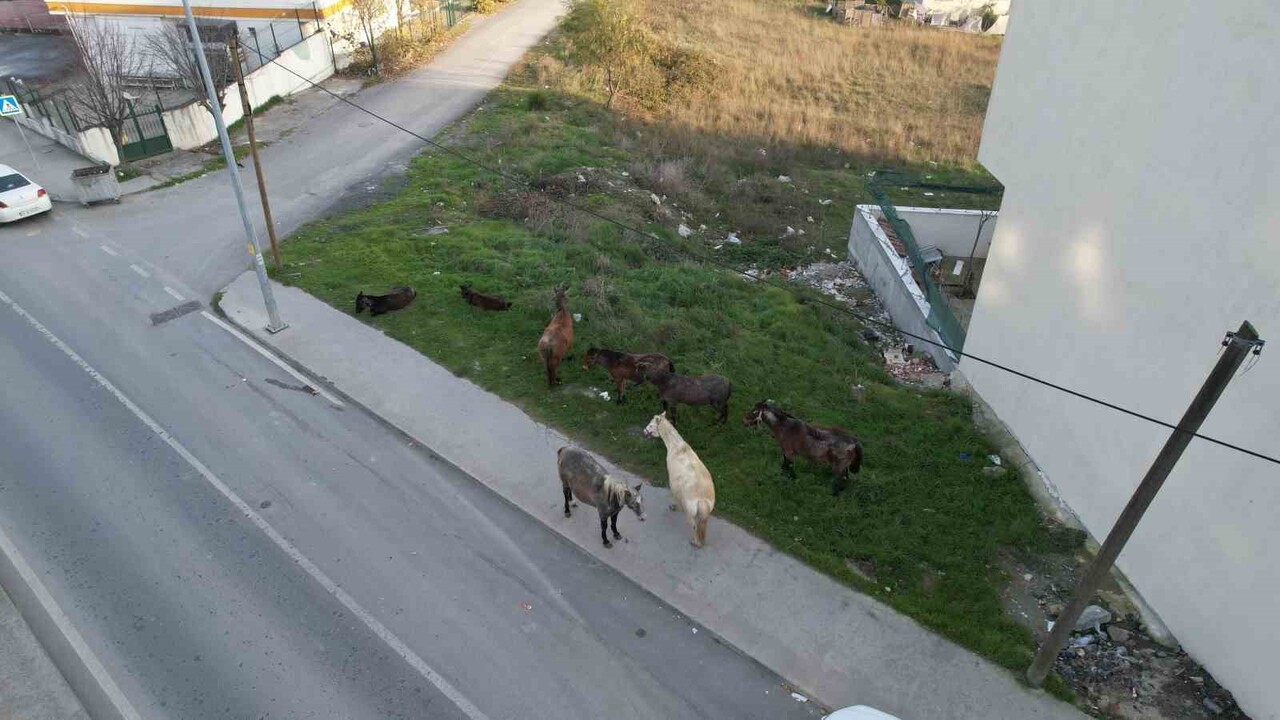İSTANBUL’UN ARNAVUTKÖY İLÇESİNDE YAZ AYLARINDA HURDACILIK VE TAŞIMA İŞLERİNDE KULLANILAN ATLAR...