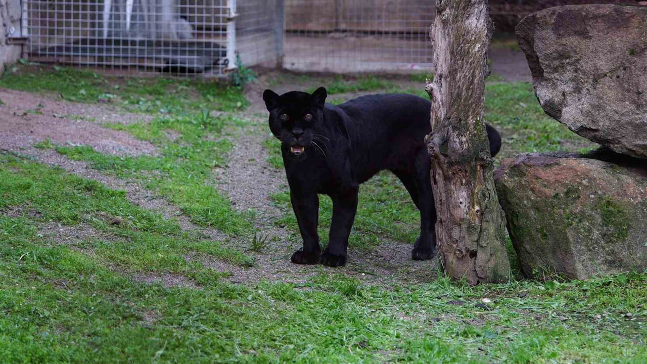 JULİET ADI VERİLEN DİŞİ SİYAH JAGUAR