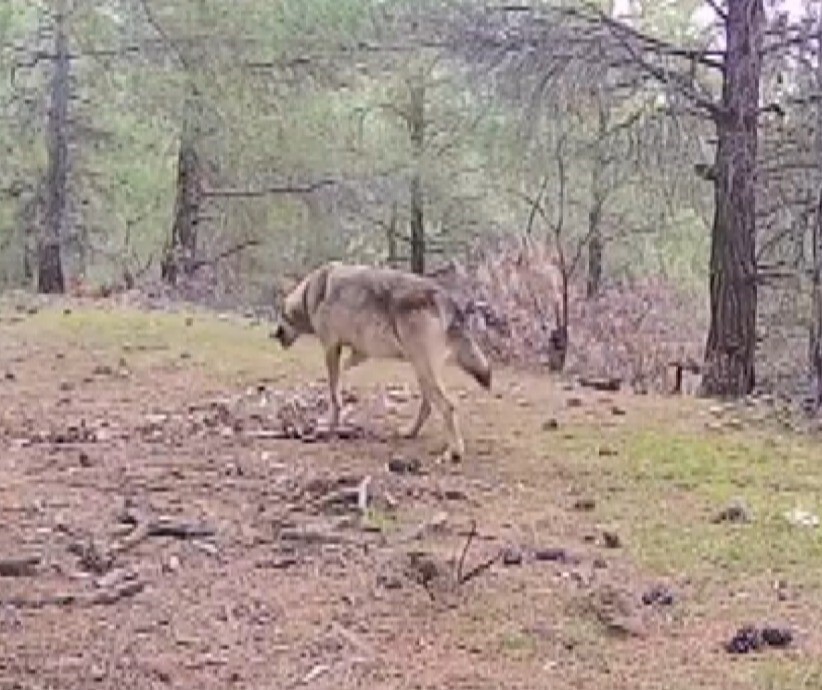 KAHRAMANMARAŞLI DOĞA TUTKUNU GENÇ, KIRSAL ALANLARA YERLEŞTİRDİĞİ FOTOKAPANLA YABAN HAYATINI...