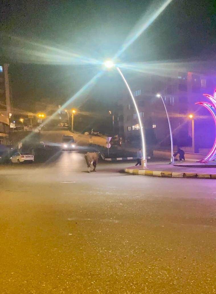 KARABÜK’TE CADDEYE İNEREK YOLDA İLERLEYEN BÜYÜKBAŞ HAYVANLAR TRAFİĞİ TEHLİKEYE...