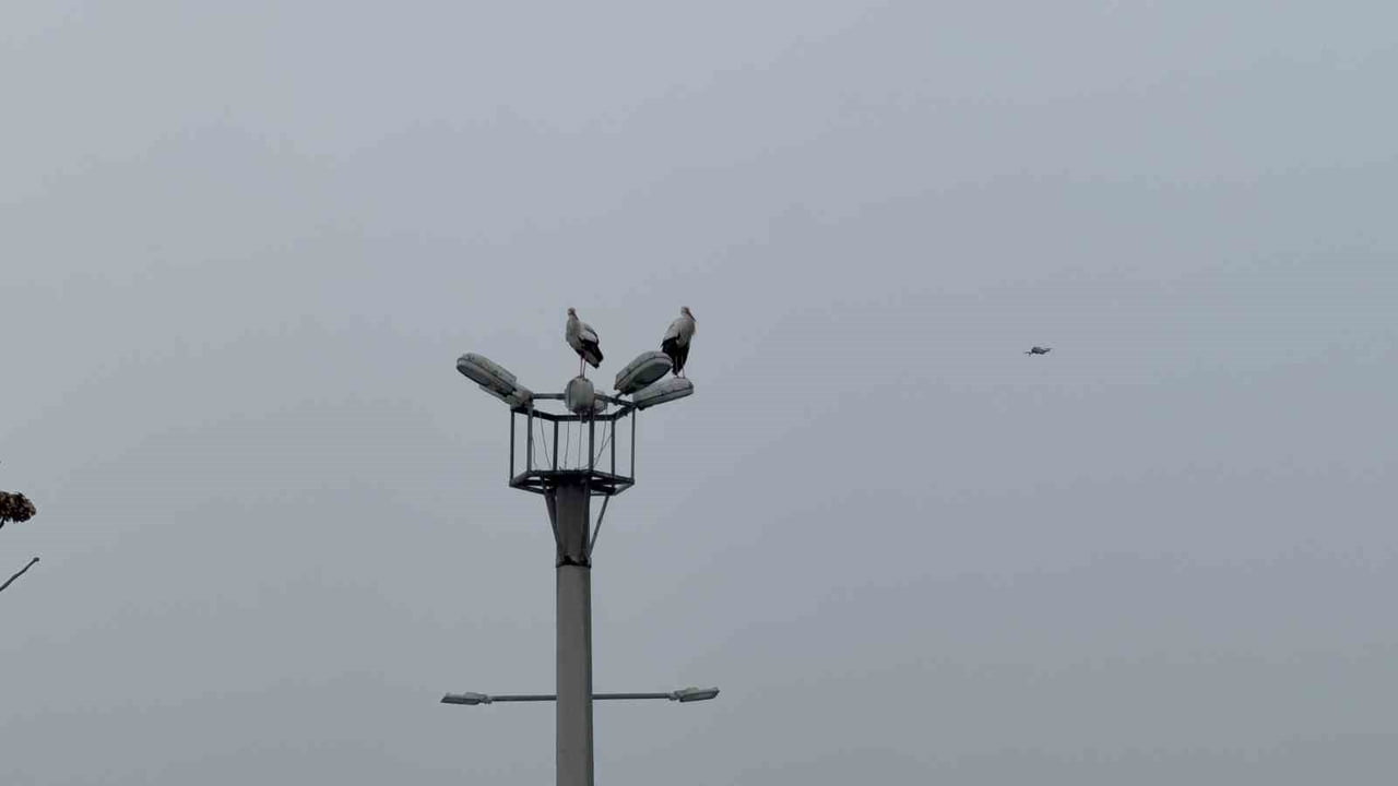 KARABÜK’TE VATANDAŞLAR TARAFINDAN "DEMİR" İSMİ VERİLEN LEYLEK, YAZ VE KIŞ DEMEDEN KENTTEN...