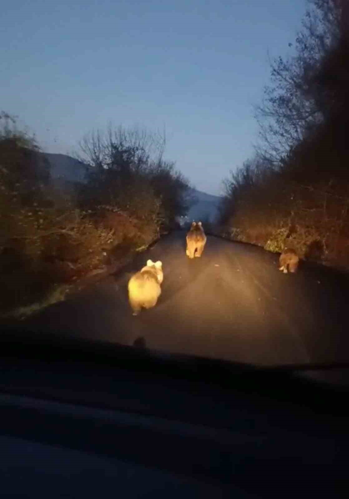 KARABÜK’ÜN YENİCE İLÇESİNDE ANNE AYI VE İKİ YAVRUSU YOLDA KOŞARKEN CEP TELEFONU KAMERASIYLA...