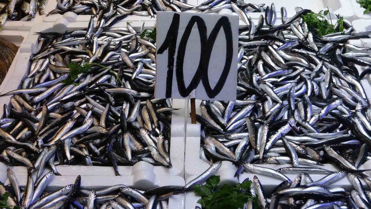 KARADENİZ’DE BU SEZON HAMSİ BEREKETİ YAŞANIYOR