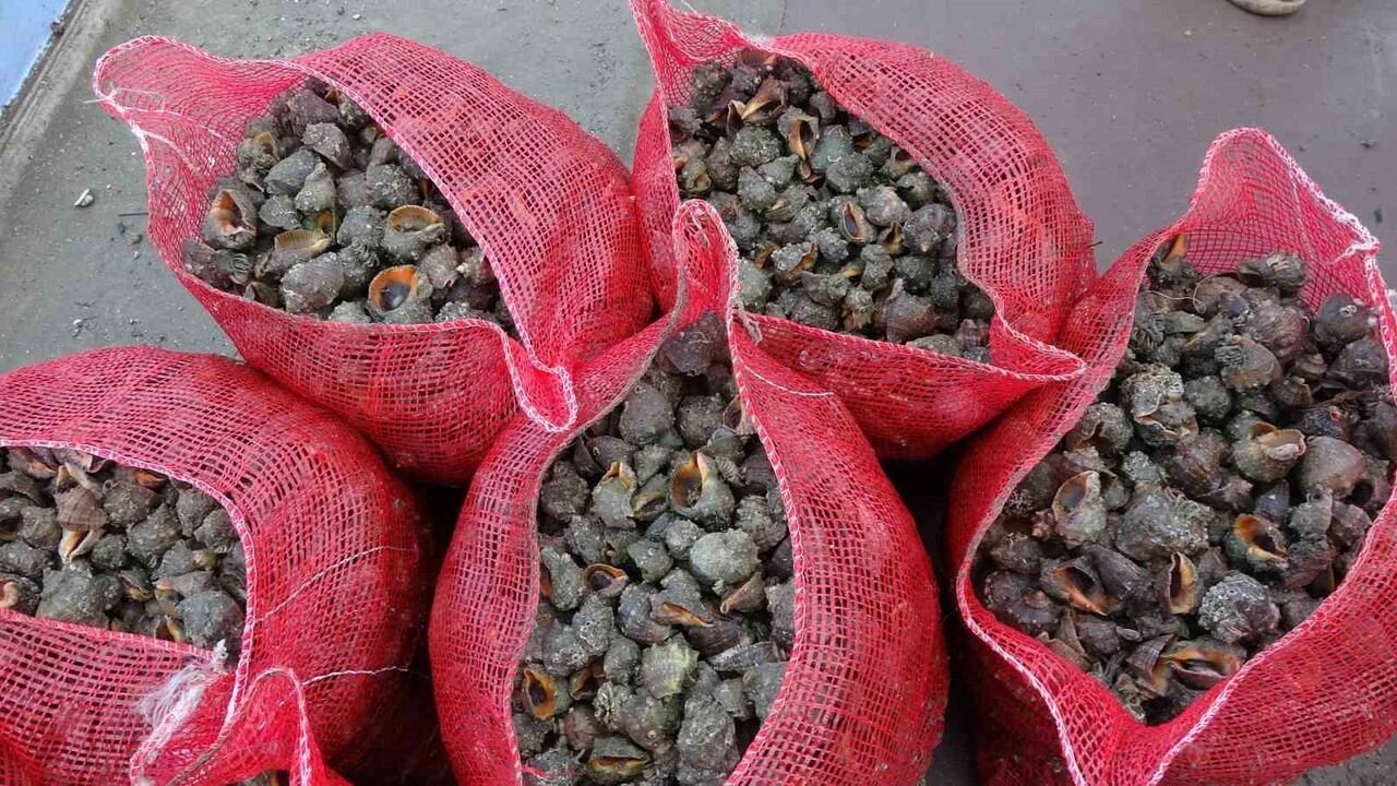 KARADENİZ’DE SON DÖNEMDE EN BÜYÜK EKOLOJİK BASKIYI OLUŞTURAN TÜRLERİN BAŞINDA İSE DENİZ SALYANGOZU...