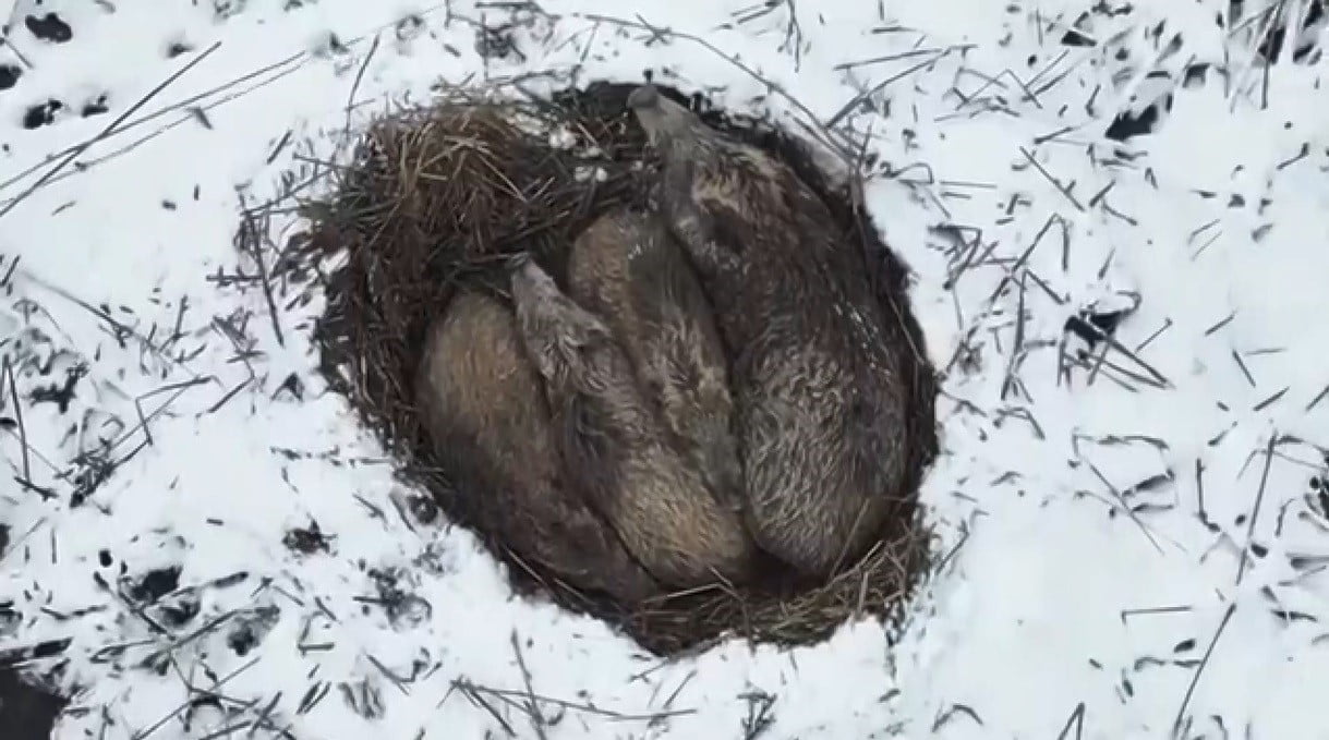 KARS'IN DONDURUCU SOĞUĞUNA VE YABAN HAYATININ SERT ŞARTLARINA RAĞMEN, BİR DOMUZ AİLESİNİN YUMAK...