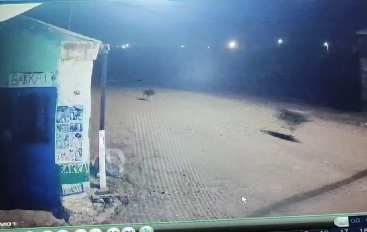 KARS'TA DONDURUCU SOĞUKLARLA BİRLİKTE YİYECEK BULMAKTA ZORLANAN YABAN HAYVANLARI YERLEŞİM...