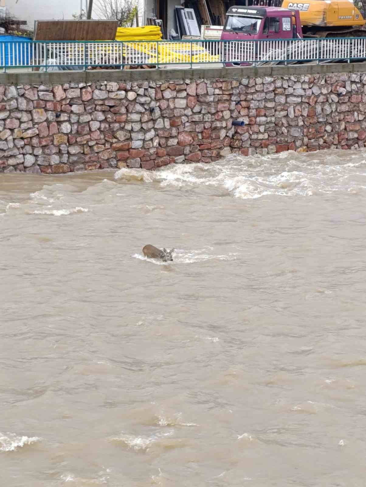 KASTAMONU’DA ÇAYA DÜŞEN KARACA KURTARILDI