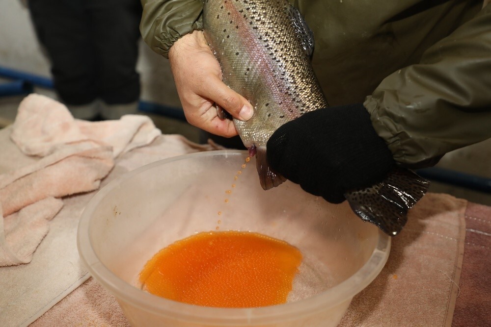 KEBAN SU ÜRÜNLERİ ÜRETİM İSTASYONUNDA ALABALIK SAĞIM ÇALIŞMALARI DEVAM EDİYOR