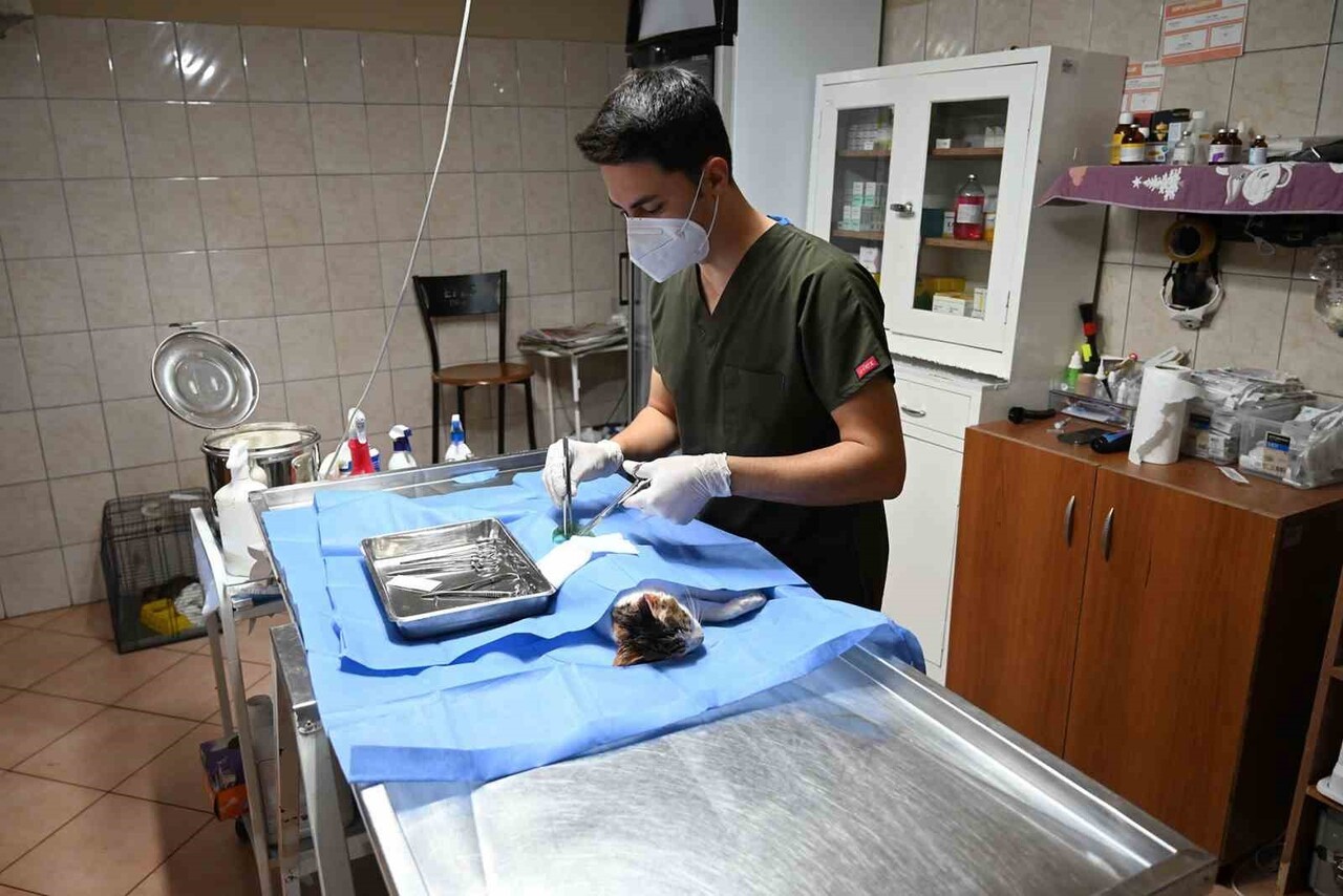 KEMER BELEDİYESİ HAYVAN BARINDIRMA TEDAVİ VE REHABİLİTASYON MERKEZİ'NDE 16 KÖPEK VE 211 KEDİ OLMAK...