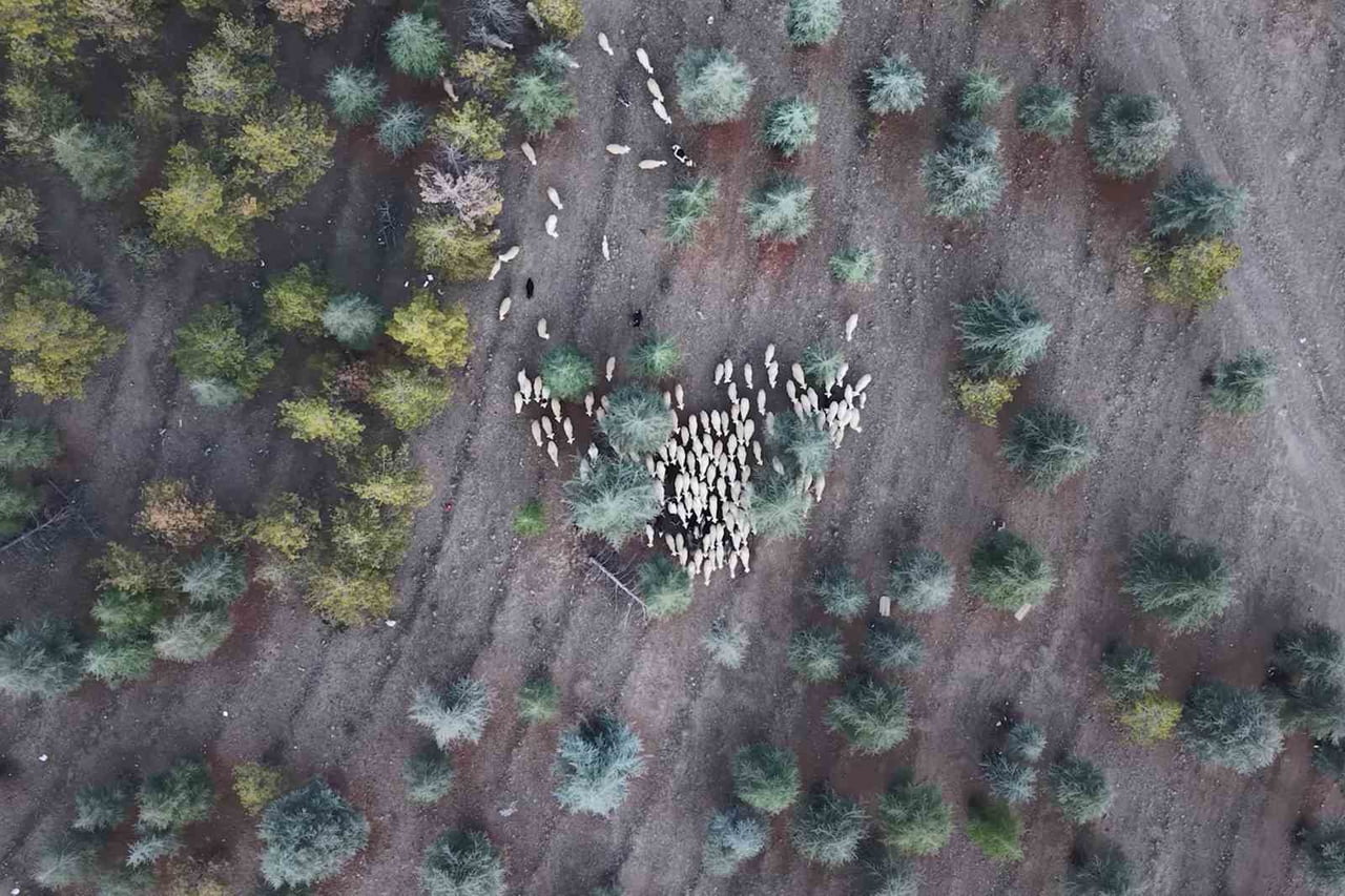 KIRIKKALE'NİN KESKİN İLÇESİNDE, YAKLAŞIK 1 MİLYON 220 BİN METREKARE OTLAK MERA ARAZİSİ ÜZERİNE...