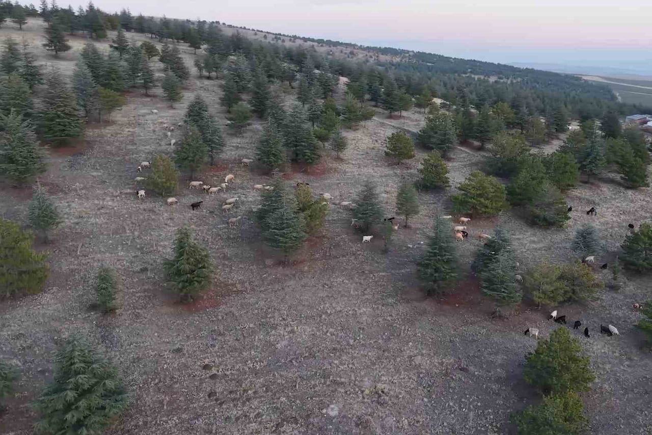 KIRIKKALE'NİN KESKİN İLÇESİNDE, YAKLAŞIK 1 MİLYON 220 BİN METREKARE OTLAK MERA ARAZİSİ ÜZERİNE...