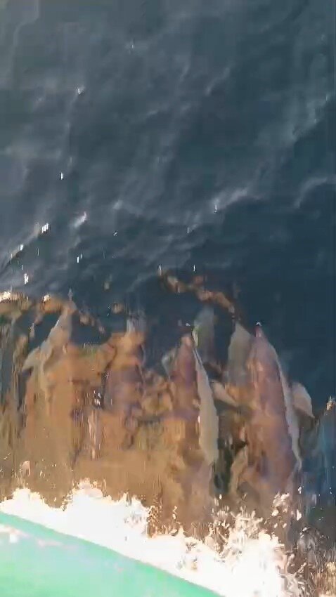 KIRKLARELİ'NİN KIYIKÖY BELDESİ AÇIKLARINDA BALIKÇI TEKNESİNE EŞLİK EDEN SÜRÜ HALİNDEKİ YUNUSLAR...