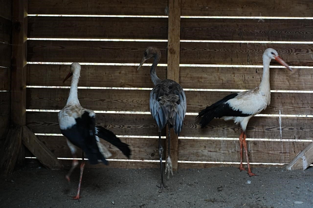 KIZILIRMAK DELTASI KUŞ CENNETİ’NDE KURULAN YABANİ HAYVANLAR İLK YARDIM ÜNİTESİ, YARALI VE HASTA...