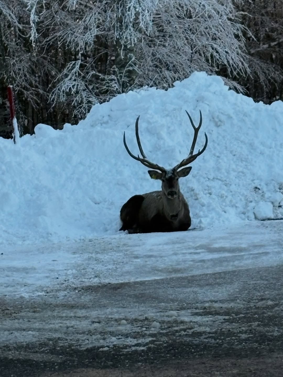 KOCAELİ'DE "KIZIL GEYİK YERLEŞTİRME PROJESİ" KAPSAMINDA DOĞAYA BIRAKILAN GEYİKLER, KAR YAĞIŞININ...