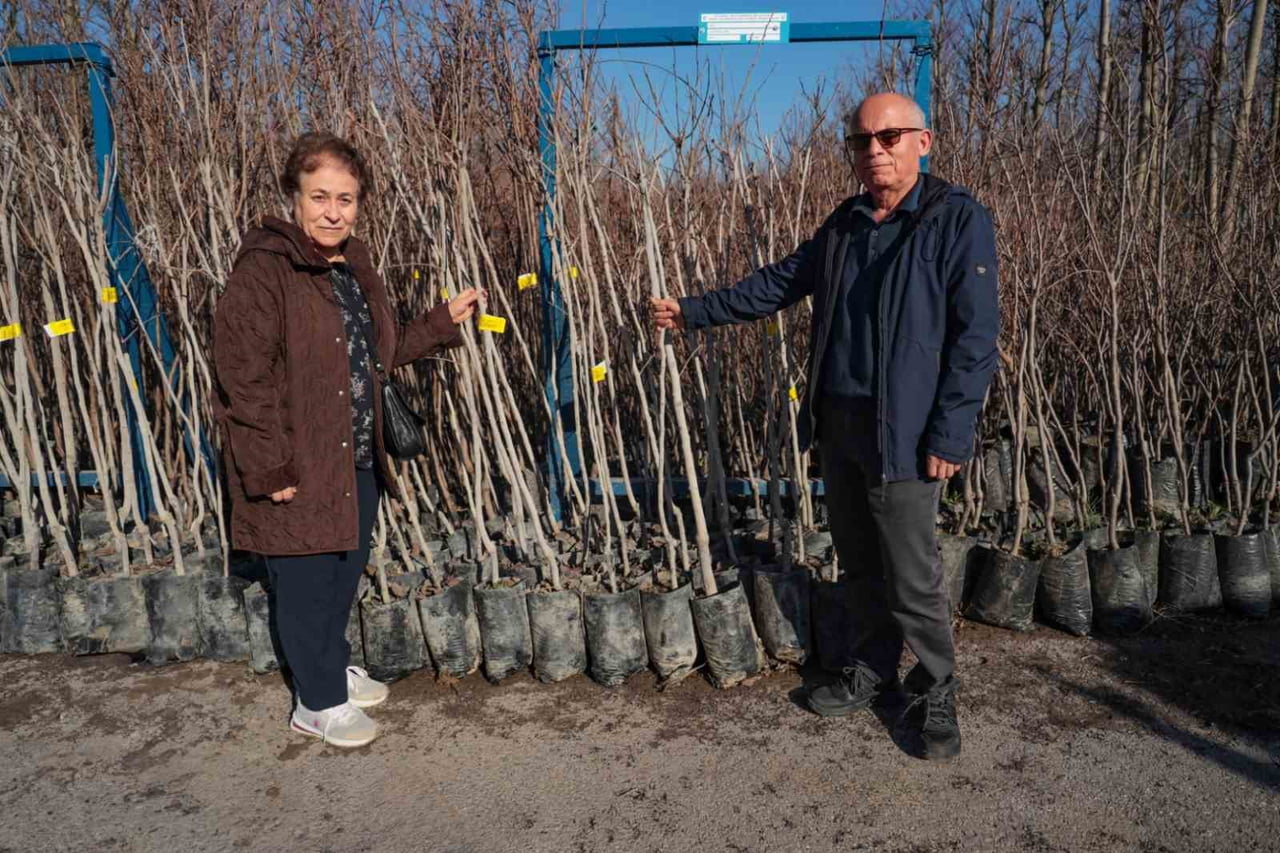 KOCAELİ'DE "MEYVECİLİĞİ GELİŞTİRME PROJESİ" KAPSAMINDA BAŞLATILAN YÜZDE 50 HİBELİ TRABZON HURMASI...