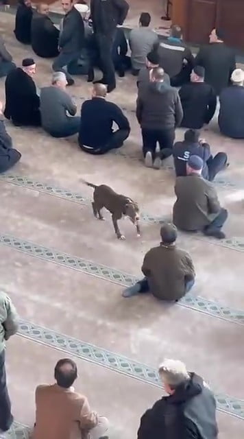 KOCAELİ’DE CUMA NAMAZI ÖNCESİNDE BİR CAMİYE BAŞIBOŞ PİTBULL CİNSİ KÖPEĞİN GİRMESİ KISA SÜRELİ...