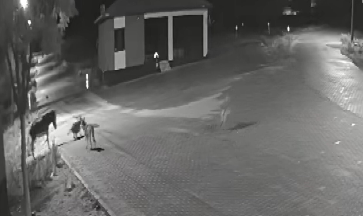 KONYA'NIN KADINHANI İLÇESİNDE YERLEŞİM YERİNE GELEN KURT SÜRÜSÜ SOKAKTA DOLAŞAN EŞEĞE SALDIRARAK...