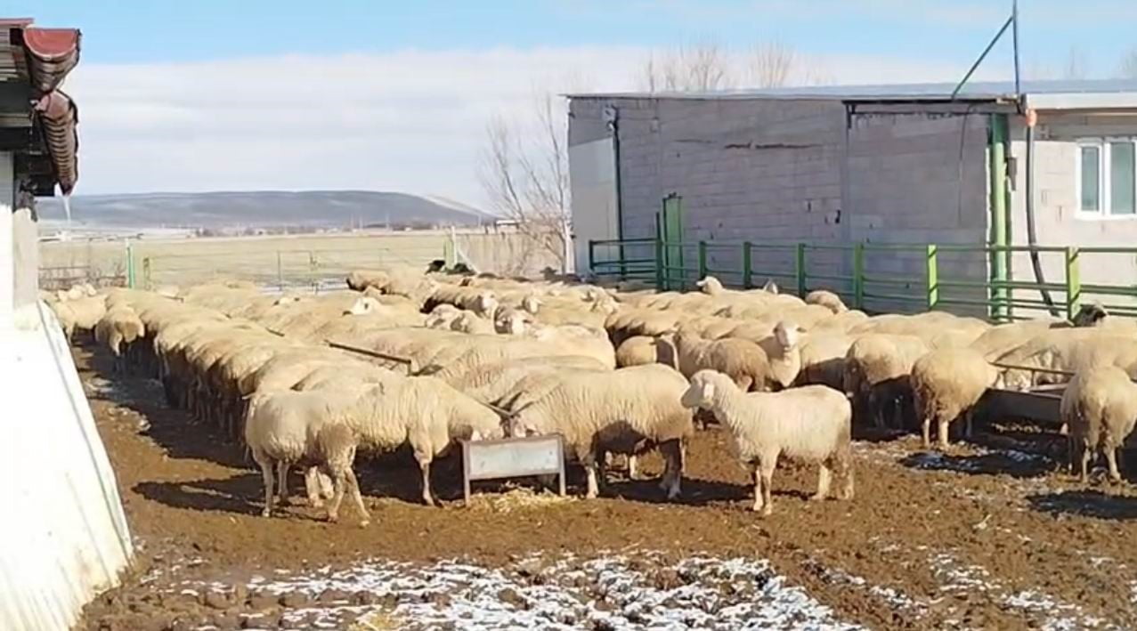 KONYA'NIN KARAPINAR İLÇESİNDE, SOKAK KÖPEKLERİNİN ÇİFTLİKTE BİR KOYUNA SALDIRMALARI SONUCU KOYUN...