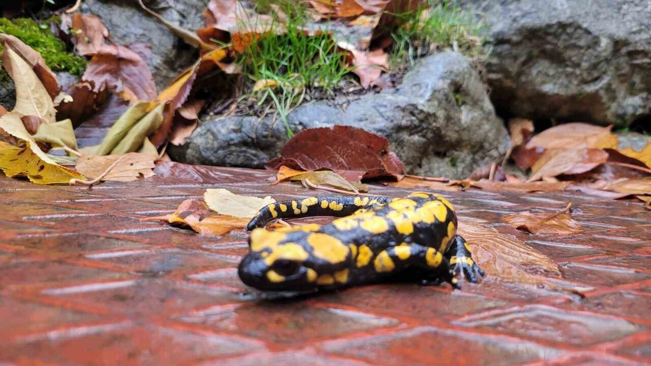 KORUMA ALTINDAKİ 'BENEKLİ SEMENDERLER' KEMALİYE’DE GÖRÜNTÜLENDİ
