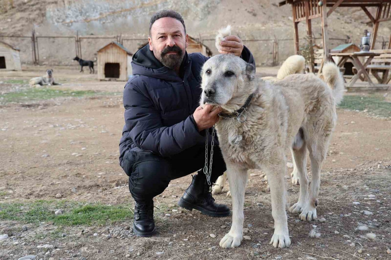 KÜRESEL ISINMANIN KANGALLAR ÜZERİNDE ETKİ BIRAKTIĞINI İFADE EDEN UZMAN KANGAL KÖPEĞİ YETİŞTİRİCİSİ...