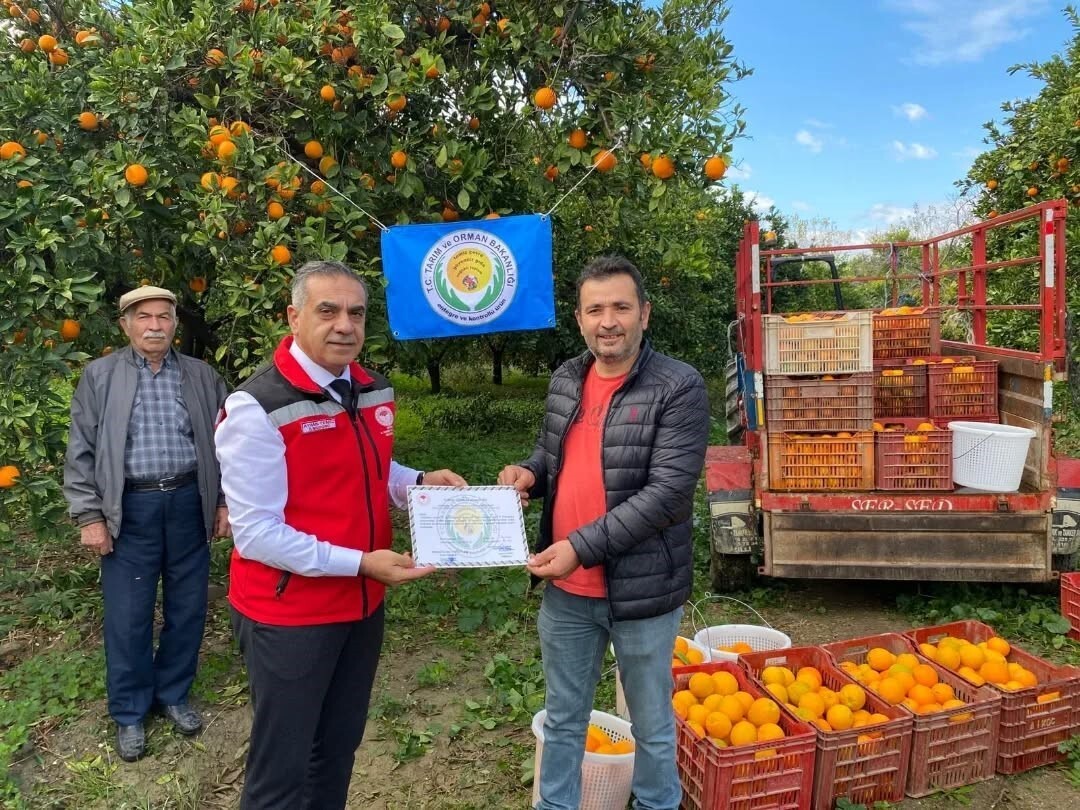 KUYUCAK’TA PORTAKAL HASADI YAPILDI, ÜRETİCİLERE BELGELERİ TESLİM EDİLDİ