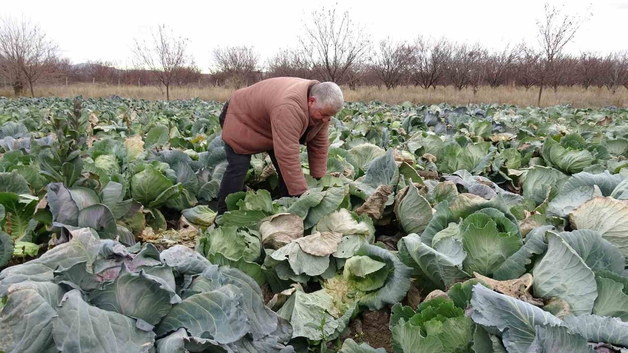 MALATYA'DA ZİRAİ DON NEDENİYLE BU YIL MAHSUL ALAMAYAN ÜRETİCİLER, SEZONU KURTARABİLMEK İÇİN...