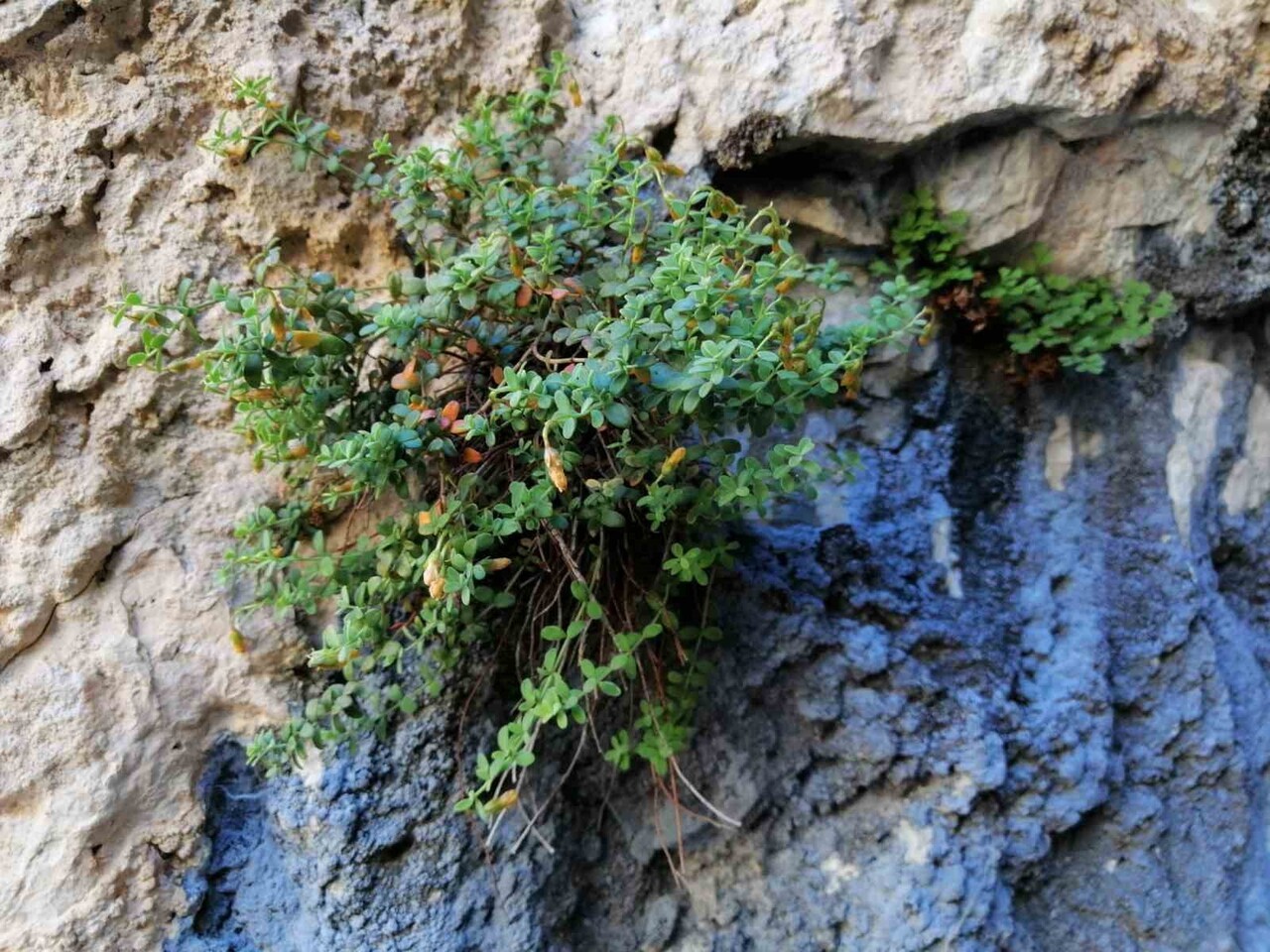 MALATYA’DA YETİŞEN ENDEMİK HYPERİCUM MALATYANUM (MALATYA KANTARONU) ÜZERİNE YAPILAN BİLİMSEL...