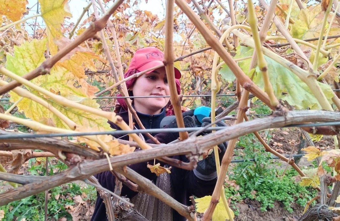 MANİSA’NIN SARIGÖL İLÇESİ VE ÇEVRESİNDE ÜZÜM BAĞLARINDA BAŞLAYAN BUDAMA ÇALIŞMALARI, ARTAN İŞÇİLİK...