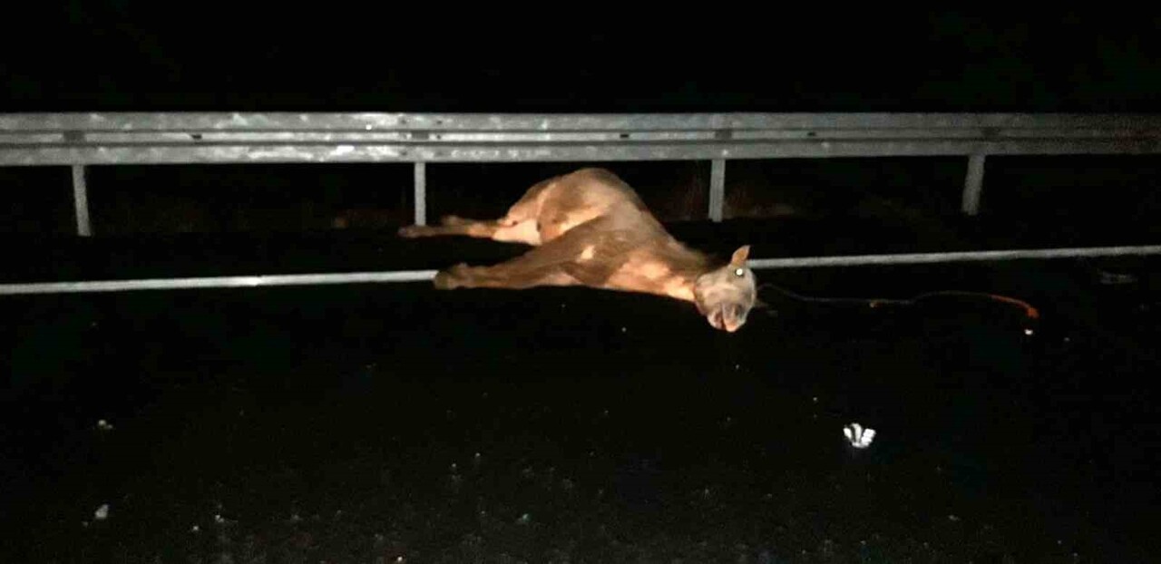 MARDİN'DE OTOMOBİLİN ÇARPTIĞI AT TELEF OLDU.