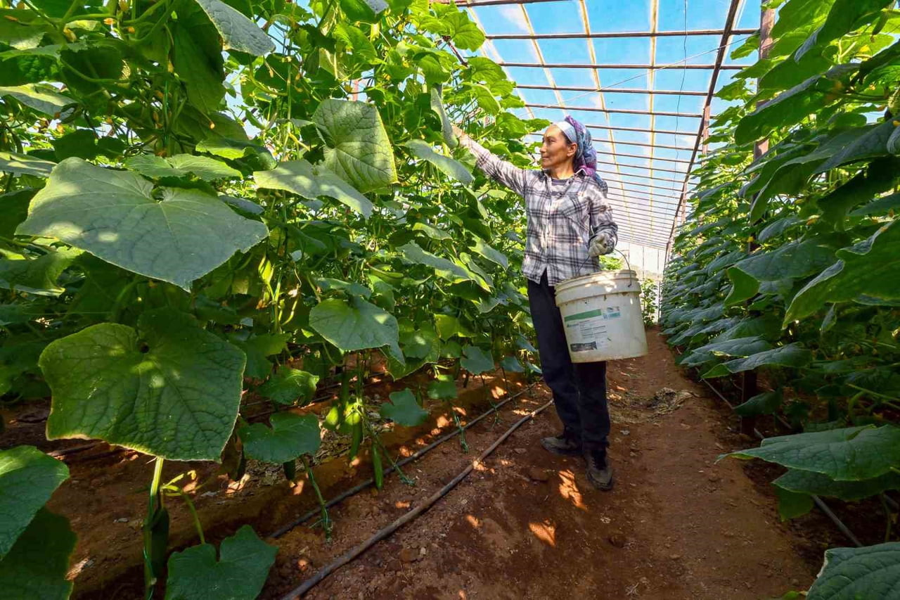 MERSİN BÜYÜKŞEHİR BELEDİYESİNİN AYDINCIK’TA YÜZDE 70 HİBEYLE DAĞITTIĞI HIYAR FİDELERİ SERALARDA...