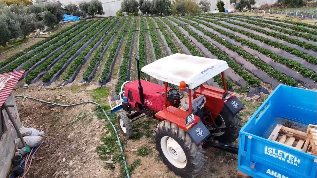 MERSİN’İN ANAMUR İLÇESİNDE ÖNEMLİ ÇİLEK ÜRETİCİLERİ KIŞ HASADINA YAPARKEN FİYATININ BAHÇEDE 130 TL...