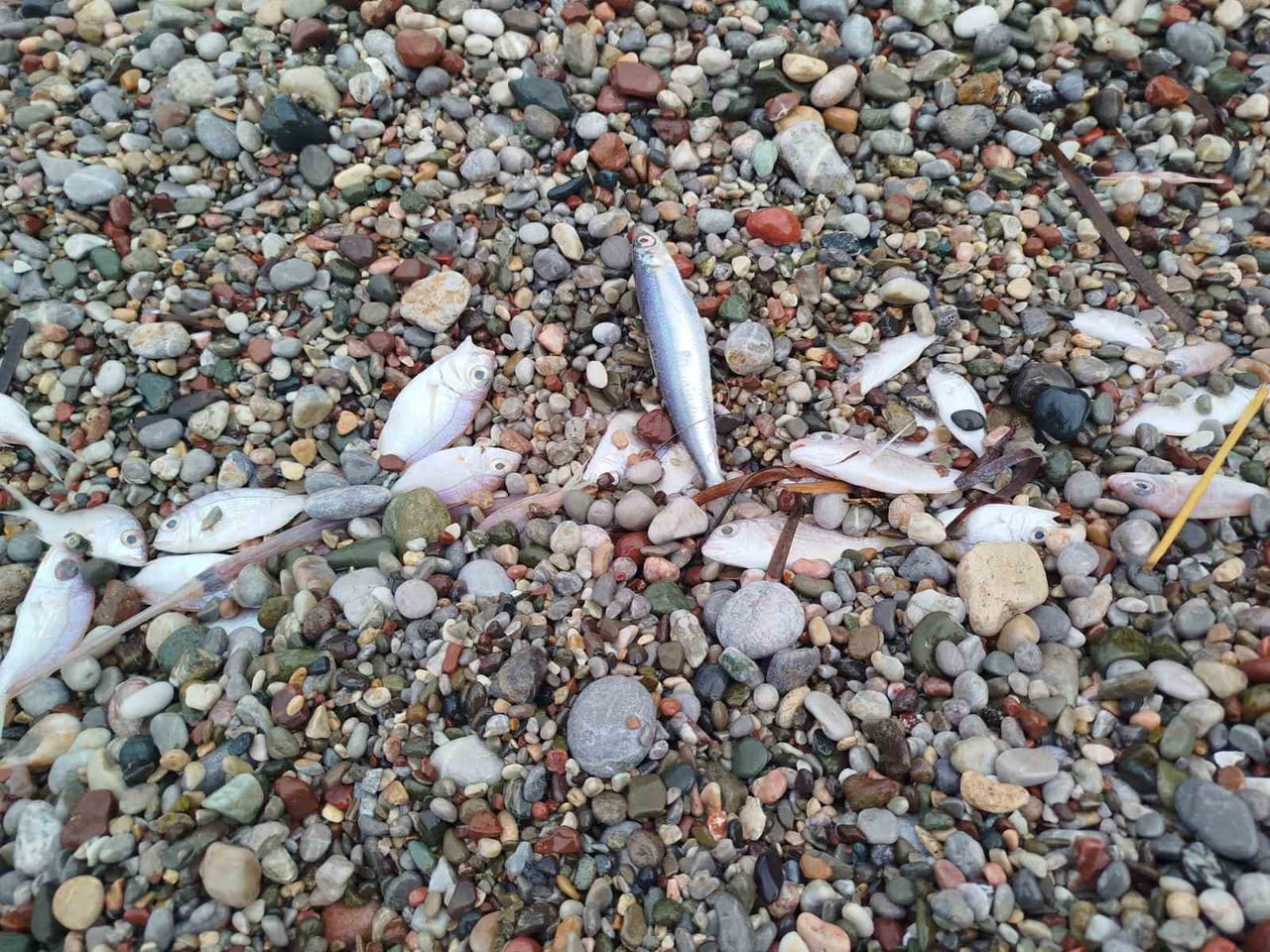 MUĞLA’NIN DATÇA İLÇESİNDE DÜN SABAH SAATLERİNDE SAHİLE VURAN ÇOK SAYIDA ÖLÜ BALIK, VATANDAŞLAR...