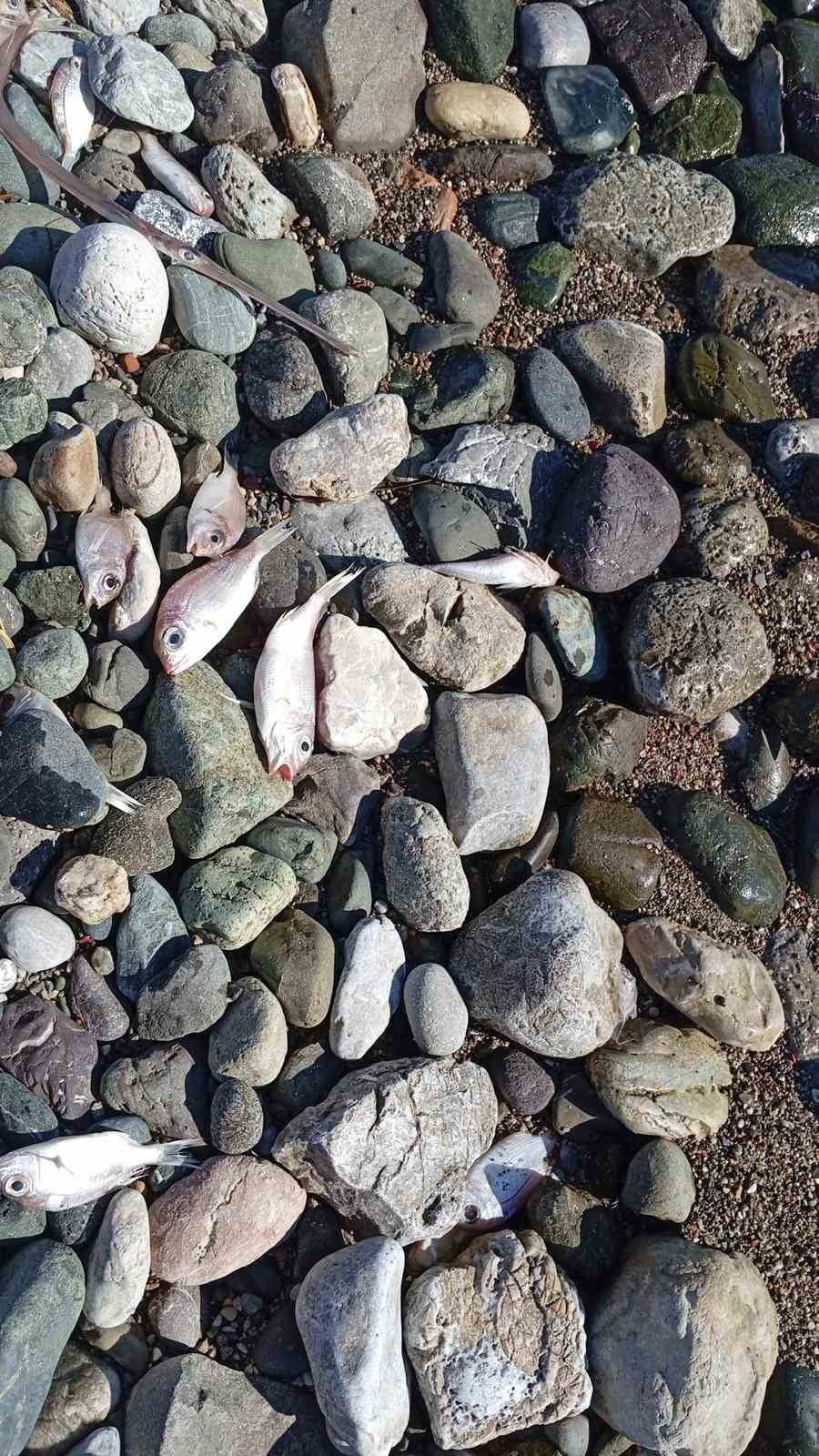 MUĞLA’NIN DATÇA İLÇESİNDE SABAH SAATLERİNDE SAHİLE VURAN ÇOK SAYIDA ÖLÜ BALIK, BÖLGEDE...