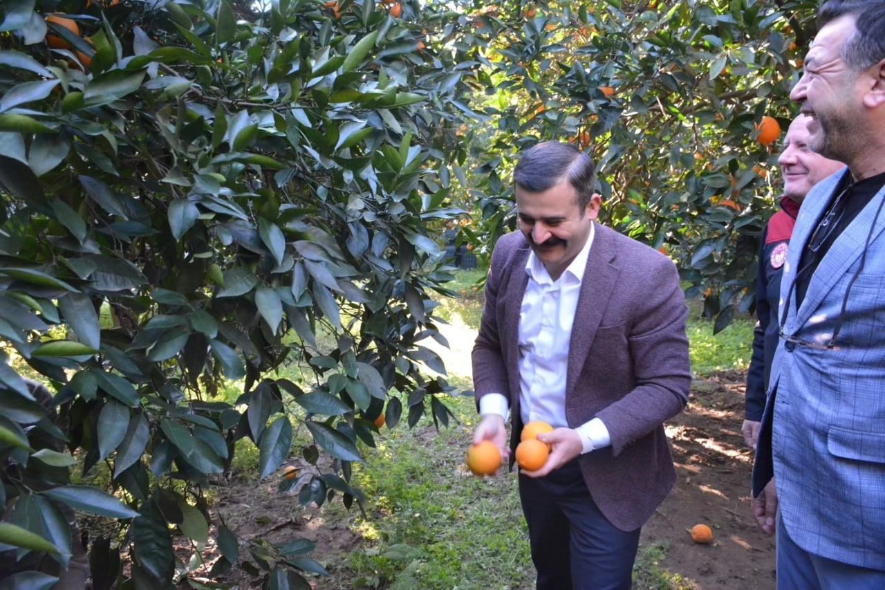 MUĞLA’NIN KÖYCEĞİZ İLÇESİNDE, COĞRAFİ İŞARETE SAHİP 'KÖYCEĞİZ PORTAKALI’NDA HASAT SÜRERKEN, HASAT...