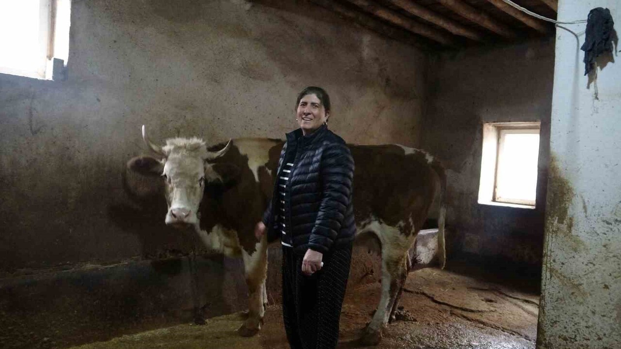 MUHTAR YAZGÜLÜ ALMAZ, HEM HAYVANCILIKLA UĞRAŞIYOR HEM DE MAHALLESİNE HİZMET EDİYOR.