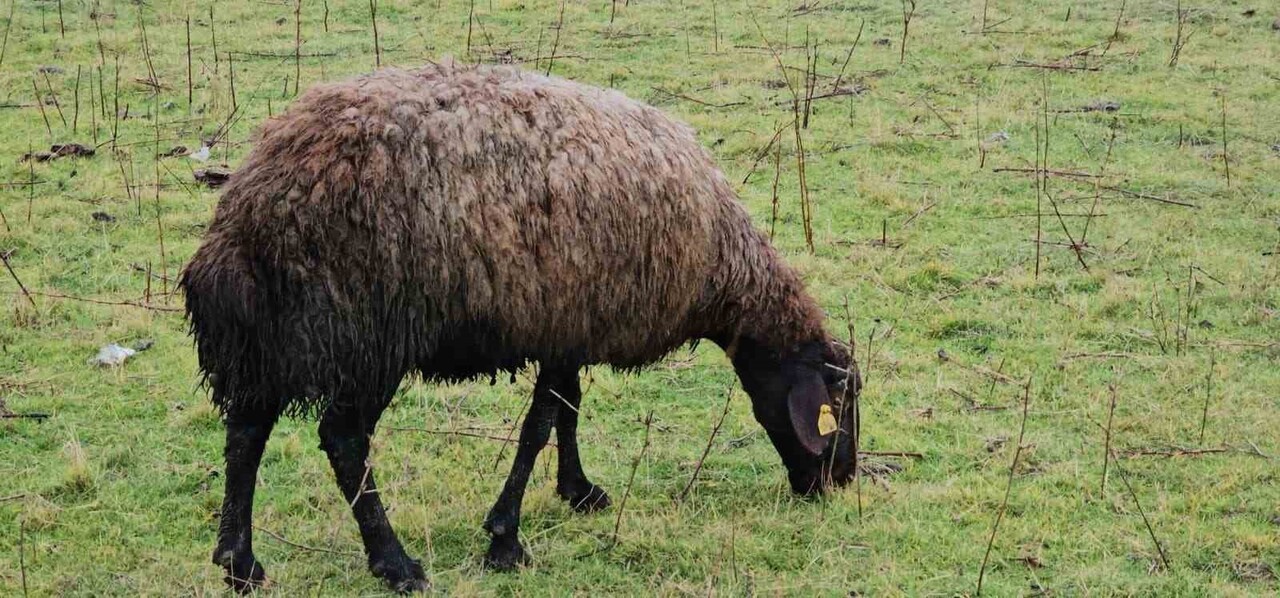 MUŞ'UN HASKÖY İLÇESİNDE HAVANIN MEVSİM NORMALLERİNİN ÜZERİNDE SEYRETMESİ, HAYVANLARINI MERALARDA...