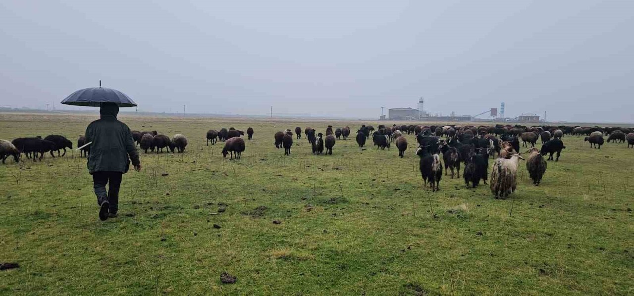 MUŞ'UN HASKÖY İLÇESİNDE HAVANIN MEVSİM NORMALLERİNİN ÜZERİNDE SEYRETMESİ, HAYVANLARINI MERALARDA...