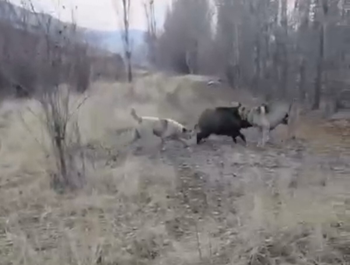 MUŞ’UN KORKUT İLÇESİNE BAĞLI KARAKALE KÖYÜNDE TARLAYA İNEN YABAN DOMUZU, ÇOBAN KÖPEKLERİNİN...